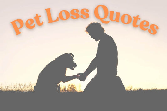 Heart Touching Pet Loss Quotes for Dog and Cat